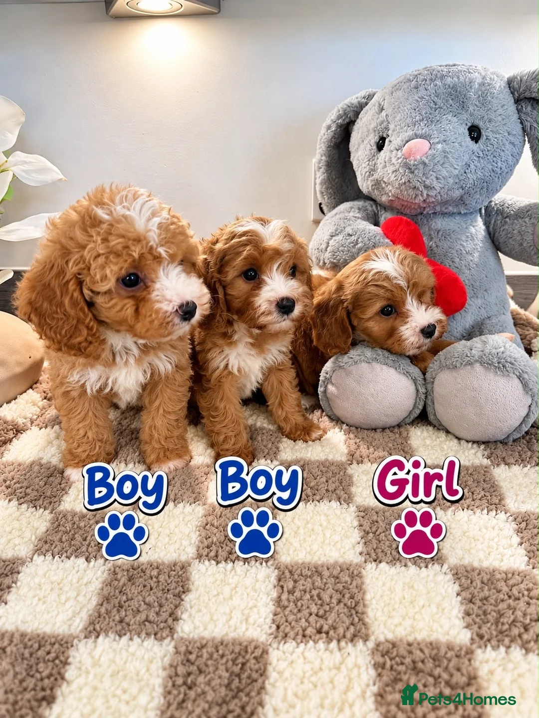 Maltipoo dogs for sale: 🌟🐻 Our five-star Asian Maltipoo teddy bears  - Advert 2