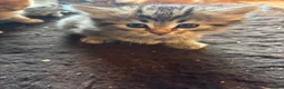 Mixed Breed cats for sale: Sweet tabby kittens (2 boys, 1girl) - Advert 16