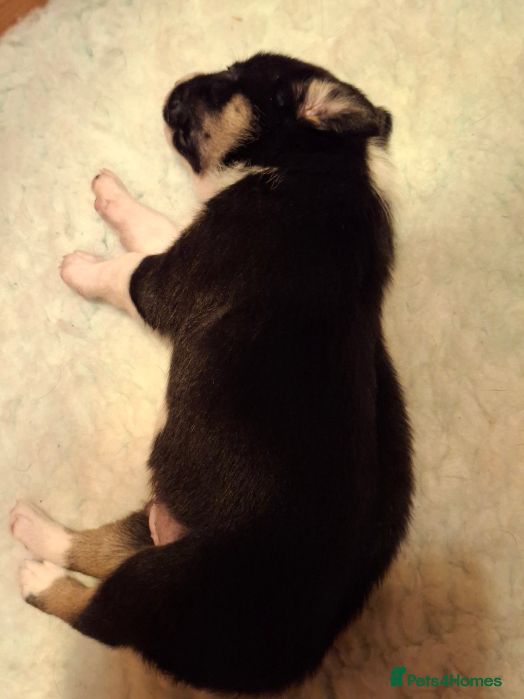 Border Collie dogs for sale: Border collies for sale - Image 9