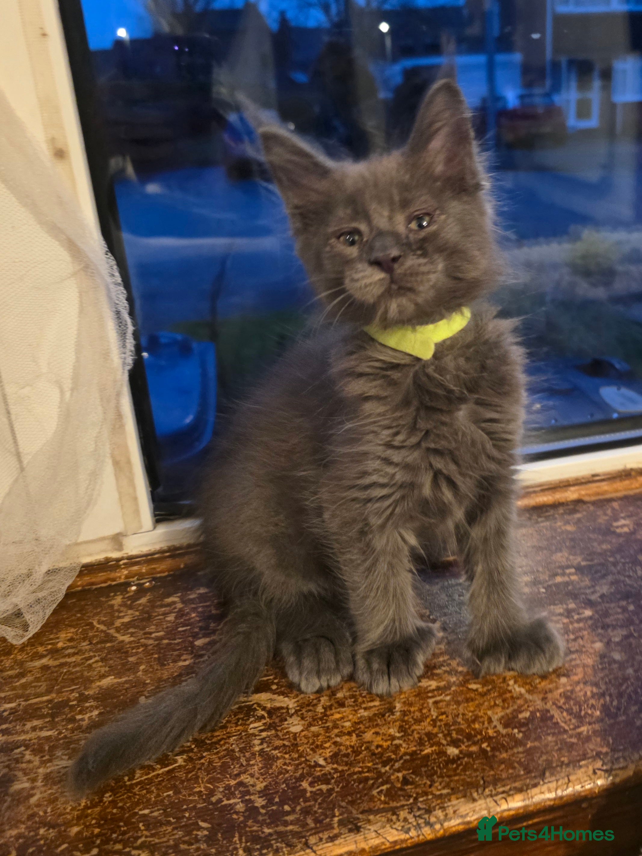 Maine Coon cats Maine coon pedigree kittens  - Advert 7