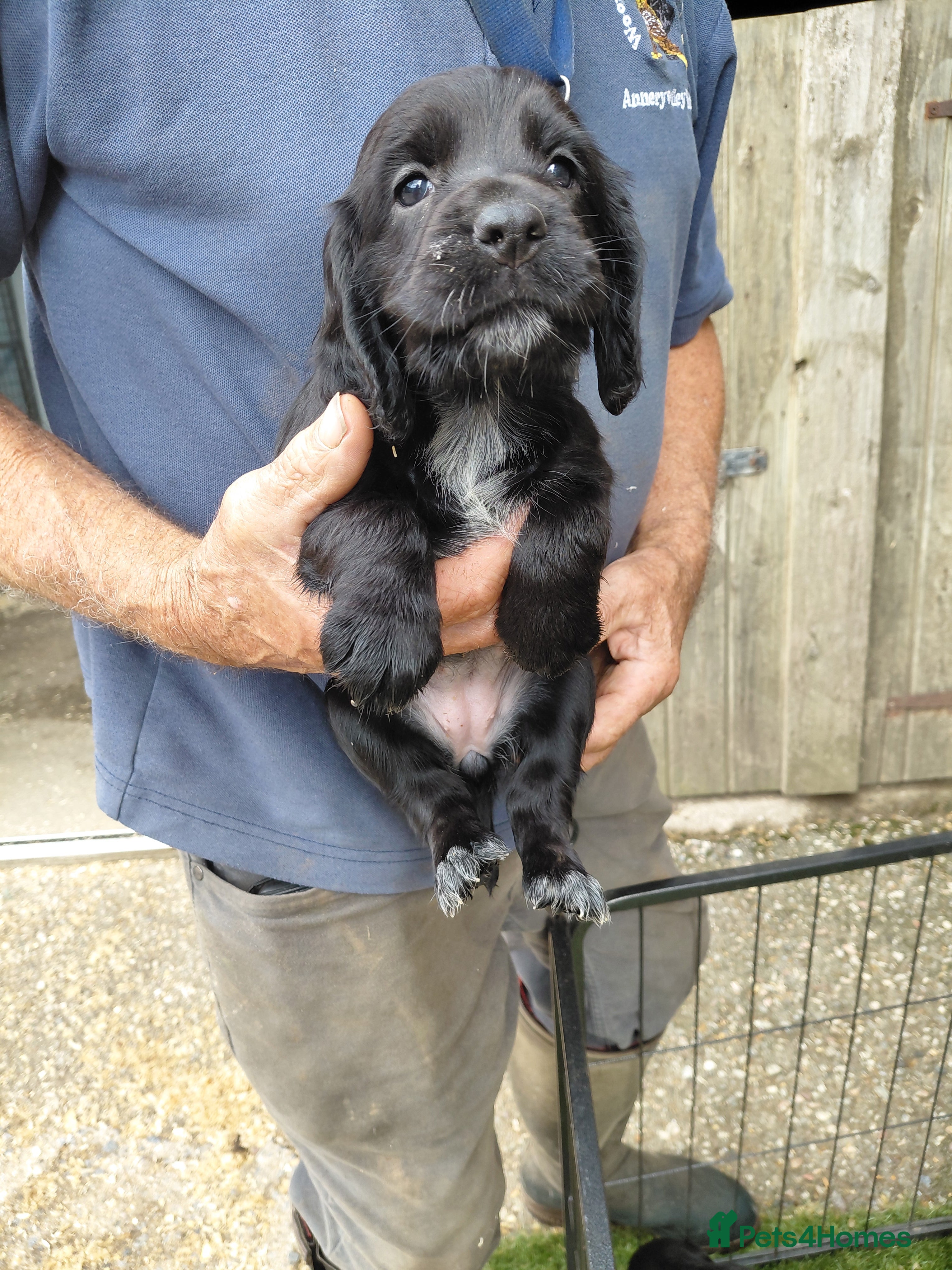 Sprocker dogs Sprocker puppies - Advert 2