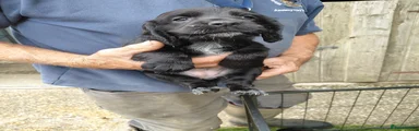 Sprocker 6