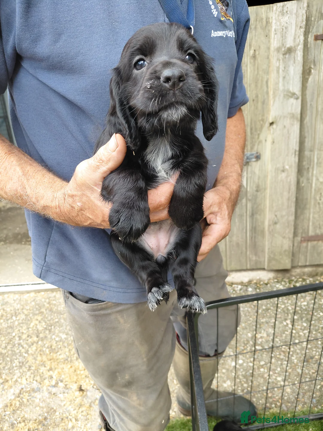 Sprocker dogs for sale: Sprocker puppies - Advert 2