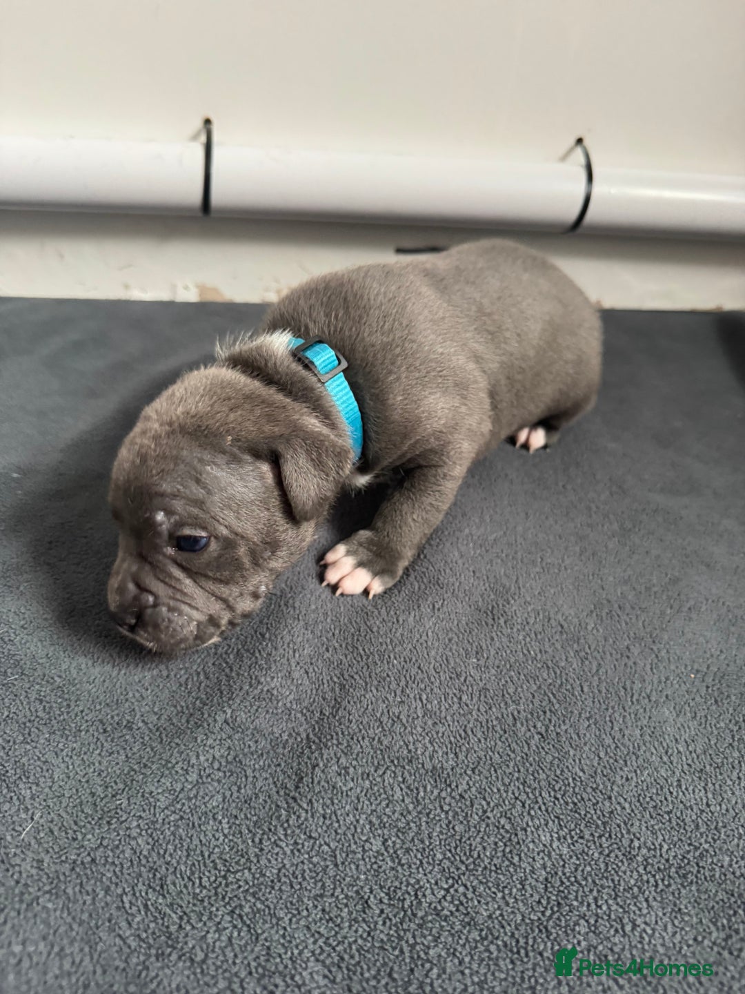 Staffordshire Bull Terrier dogs for sale: 9 chunky stuffy puppies - Image 14