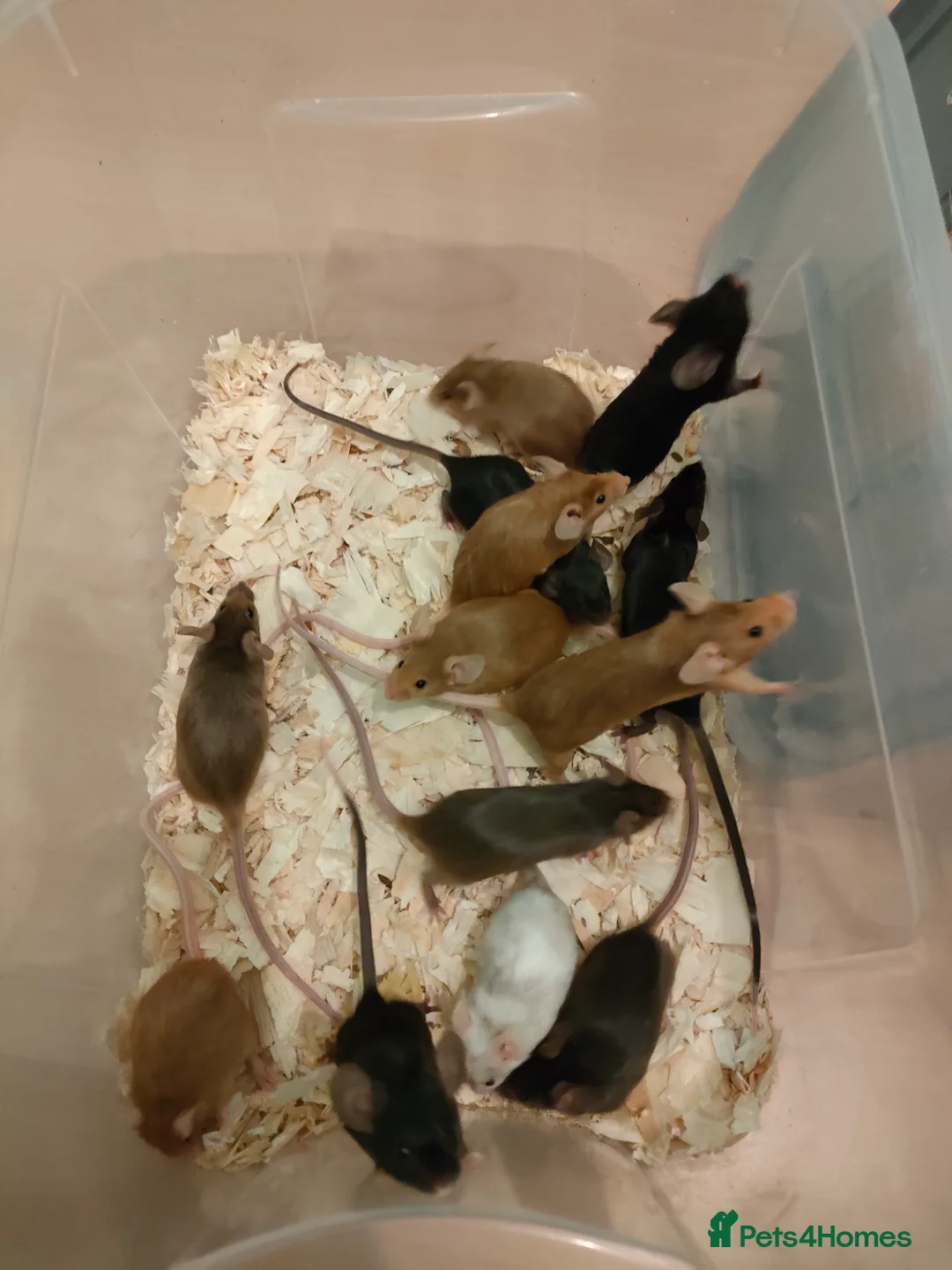 Mouse rodents for sale: Fancy mice ready soon - Advert 5