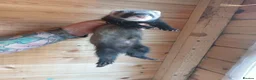 Ferret rodents for sale: Rescue Kits for sale - Advert 17