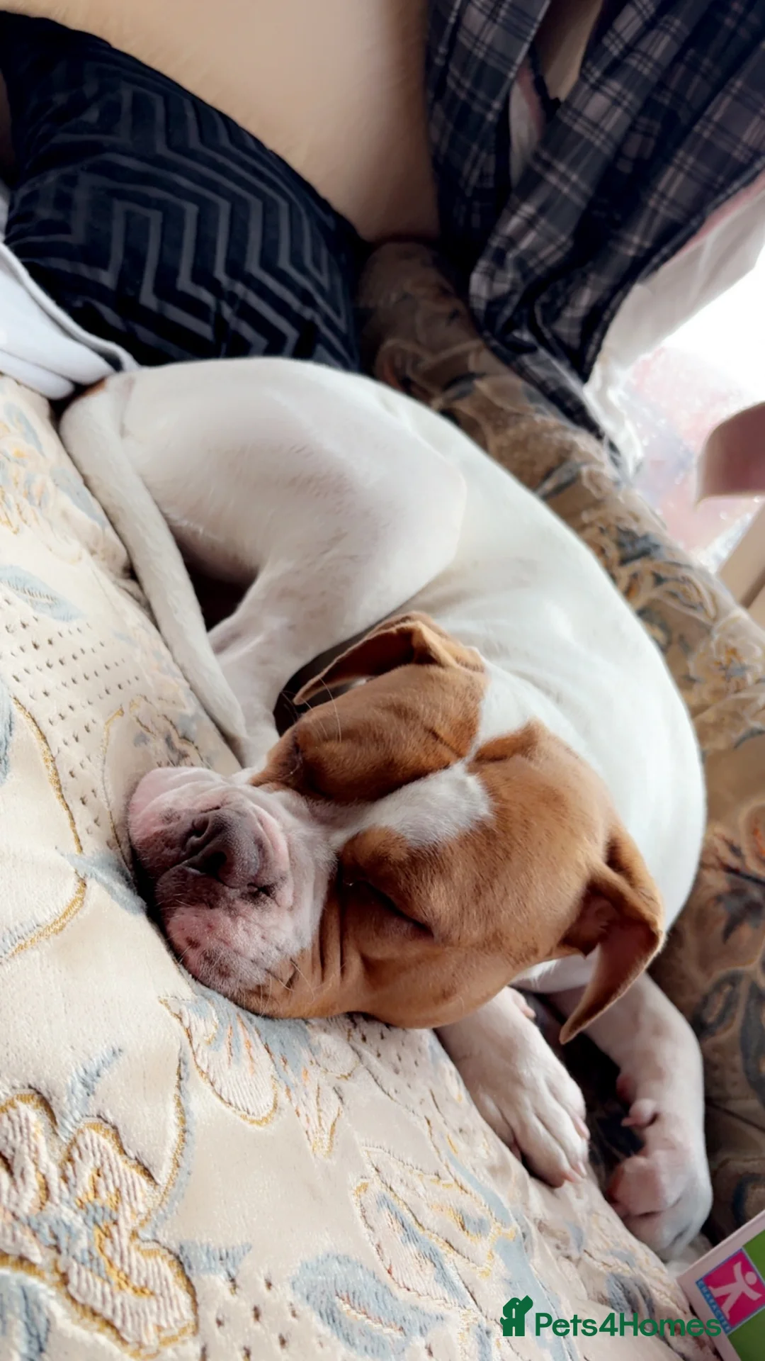 Mixed Breed dogs for sale: Gorgeous bulldog mix Nala  - Advert 2