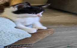 Mixed Breed cats for sale: 7 beautiful babies, 2 black/white are polydactyl  - Image 5