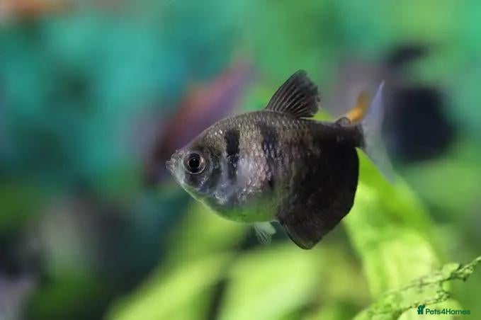 Tetras fish Black/white widow tetra  - Advert 1