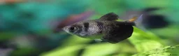 Tetras fish for sale: Black/white widow tetra  - Advert 1