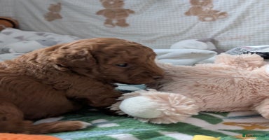 Cavapoo dogs - Advert 6