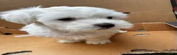 Maltese dogs for sale:   Maltese boys  - Advert 6