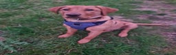 Labrador Retriever dogs for sale: Red Fox Labrador  - Advert 3