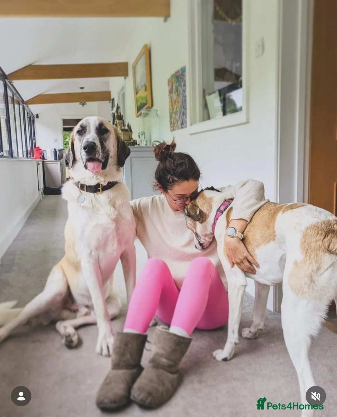 Mixed Breed dogs for adoption: Dexter The Gentle Giant ❤️ - Advert 7