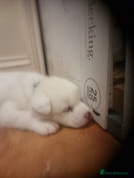 Akita dogs Akita puppies ready 7th December - Advert 1