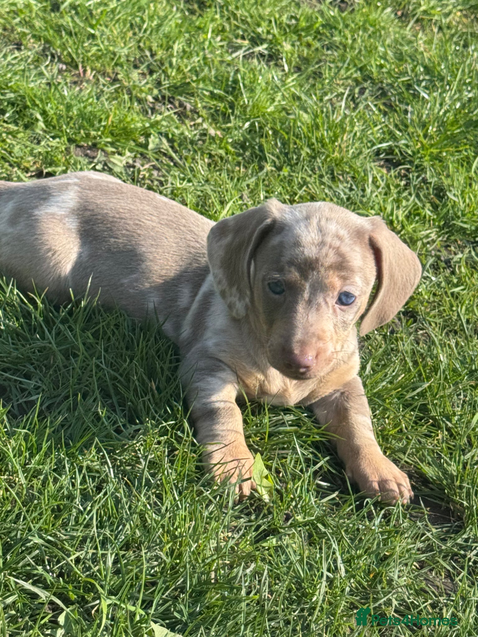 Miniature Dachshund dogs *LAST TWO-Both Dapples! KC Mini Dachshund Puppies  - Advert 14