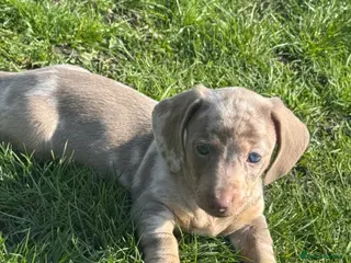 Miniature Dachshund dogs *LAST TWO-Both Dapples! KC Mini Dachshund Puppies - Advert 14