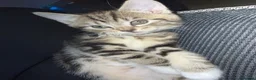 Ragcoon cats for sale: RAGCOON (sealpoint ragdoll mum-dad -Mainecoon) - Advert 33