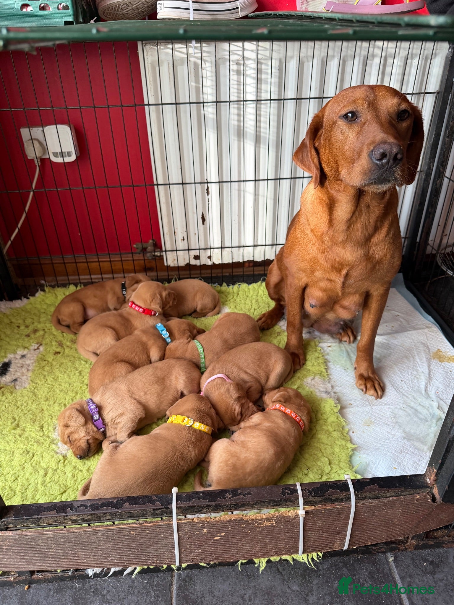 Labrador Retriever dogs Labrador Puppies - Advert 18