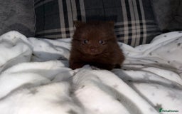 Pomeranian dogs for sale: 🧸⭐️. EXTRA SPECIAL POMERANIAN BEARS ⭐️🧸 - Advert 4