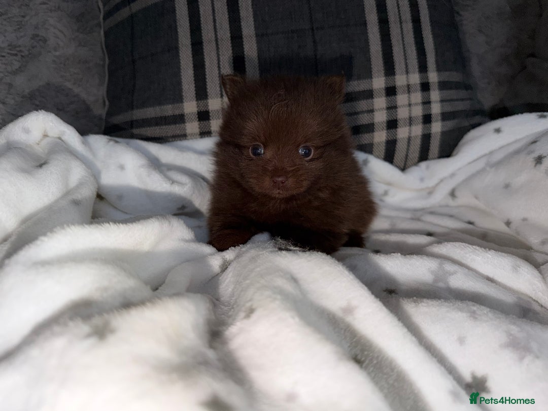 Pomeranian dogs for sale: 🧸⭐️. EXTRA SPECIAL POMERANIAN BEARS ⭐️🧸 - Advert 4