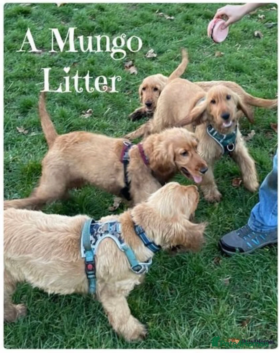 Cocker Spaniel dogs for stud: *Mungo* GOLDEN Show Cocker PEDIGREE BEST TESTED in Bradford-on-Avon - Advert 23