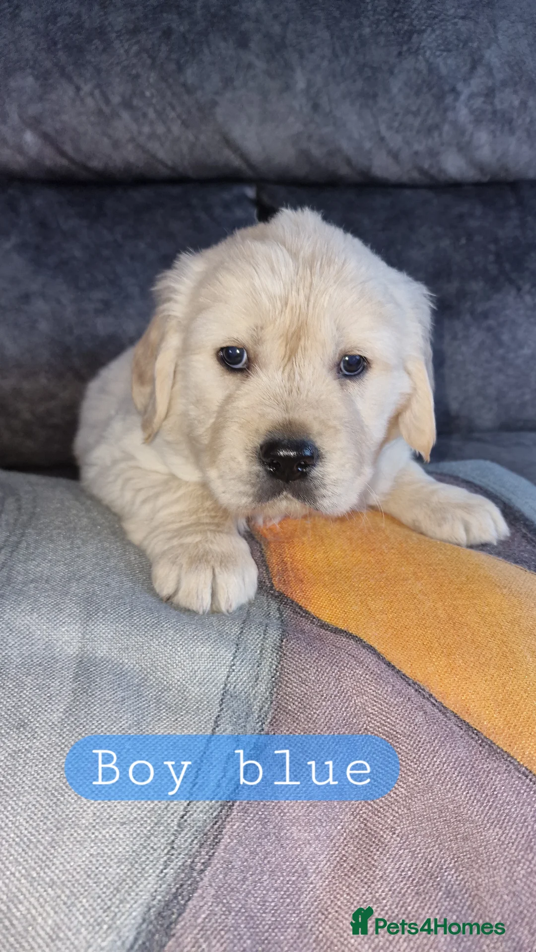 Golden Retriever dogs for sale: KC ADDORABLE CUTE GOLDEN RETRIEVER PUPPIES - Advert 20