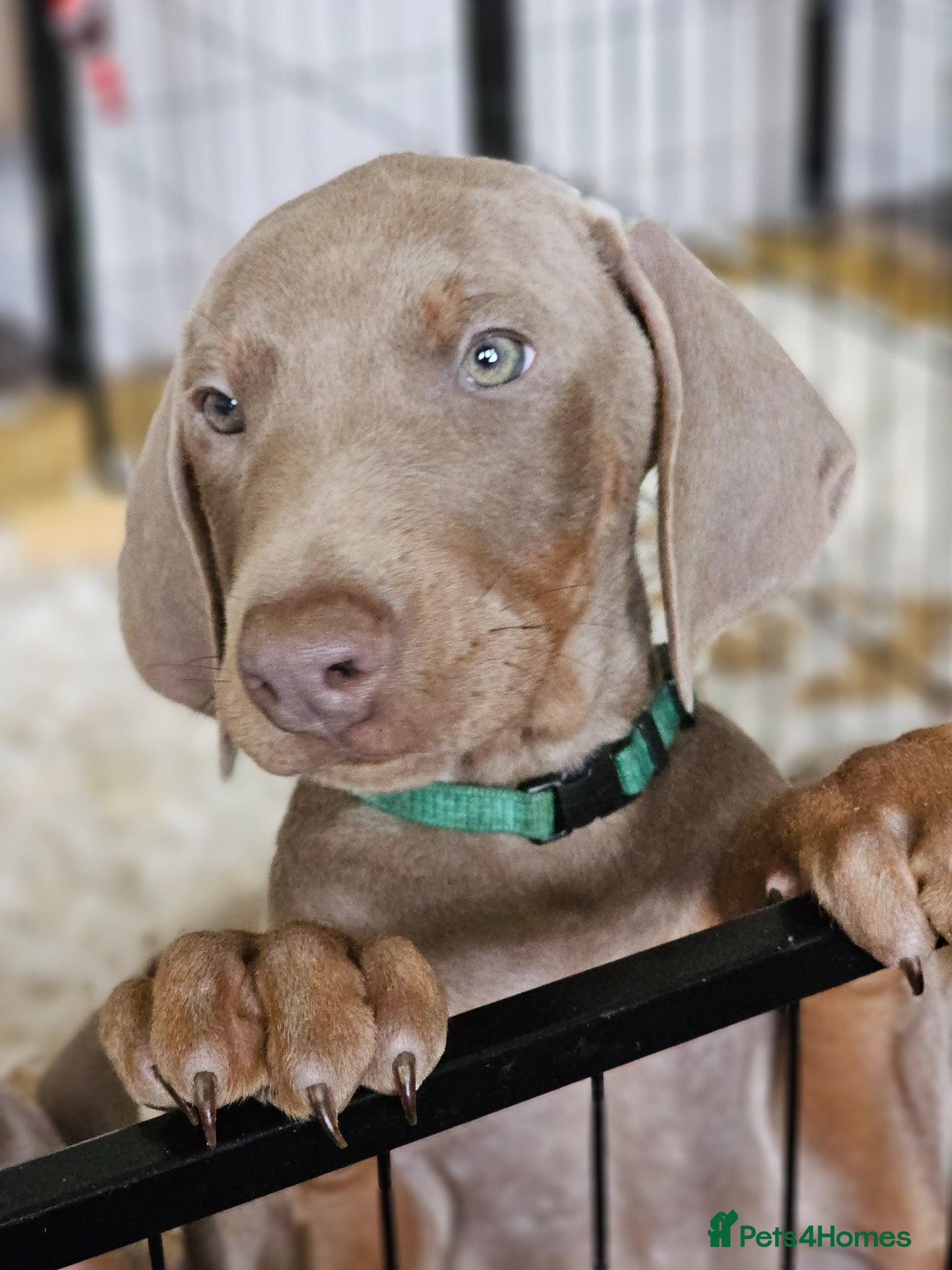Dobermann dogs STUNNING KC DOBERMAN PUPPIES Champion Bloodlines - Advert 5
