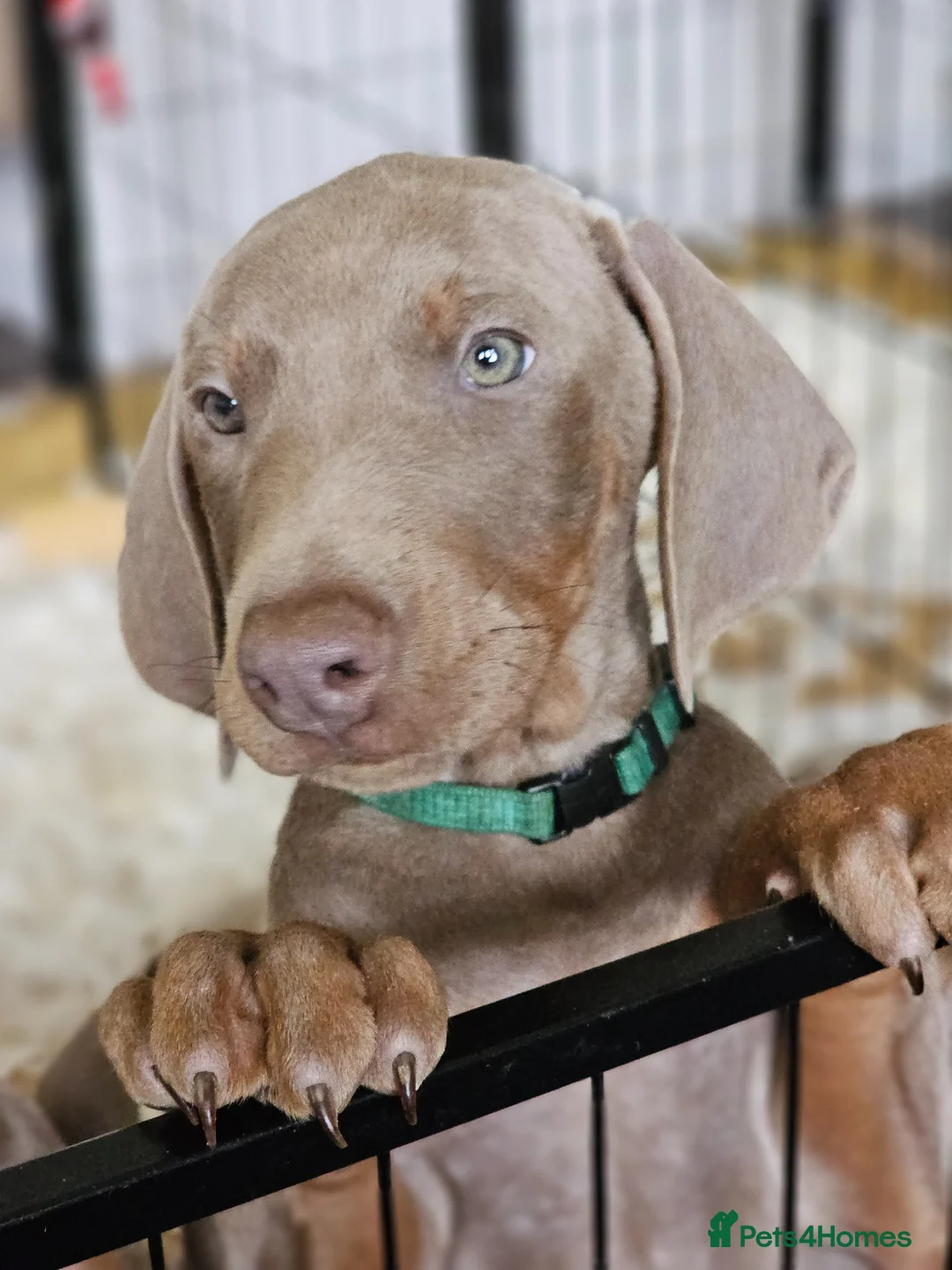 Dobermann dogs for sale: STUNNING KC DOBERMAN PUPPIES Champion Bloodlines - Advert 1