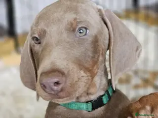 Dobermann dogs STUNNING KC DOBERMAN PUPPIES Champion Bloodlines - Advert 5