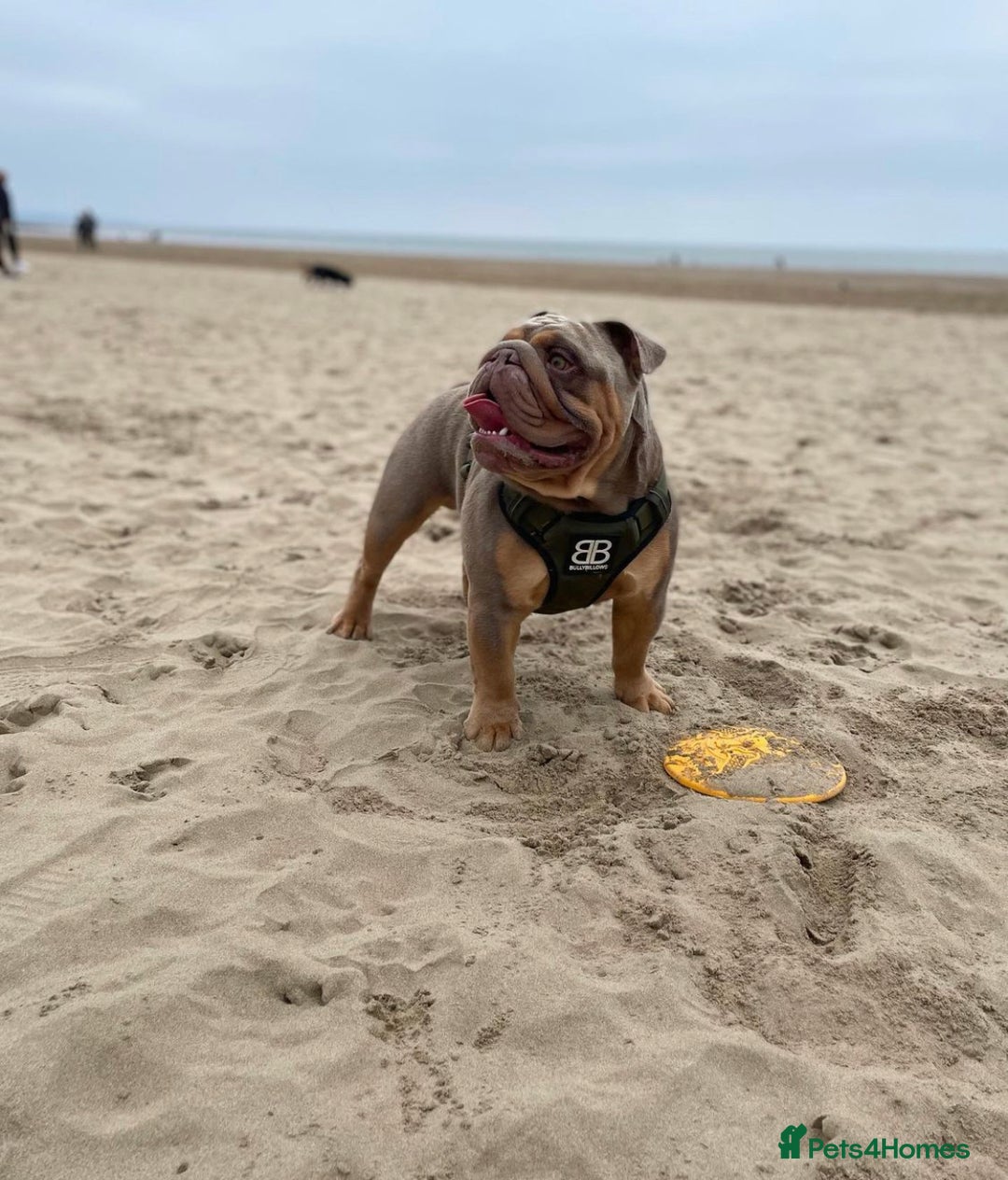 English Bulldog dogs for stud: Fully suited Lilac&Tan English Bulldog Stud😍🔥 in Pontyclun - Image 4