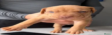 Mixed Breed Puppy 3