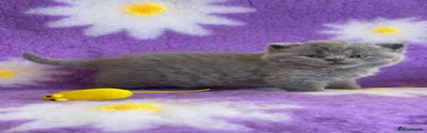 British Shorthair Kitten 2