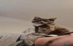 British Longhair cats for sale: 3 year old long haired cat  - Image 2