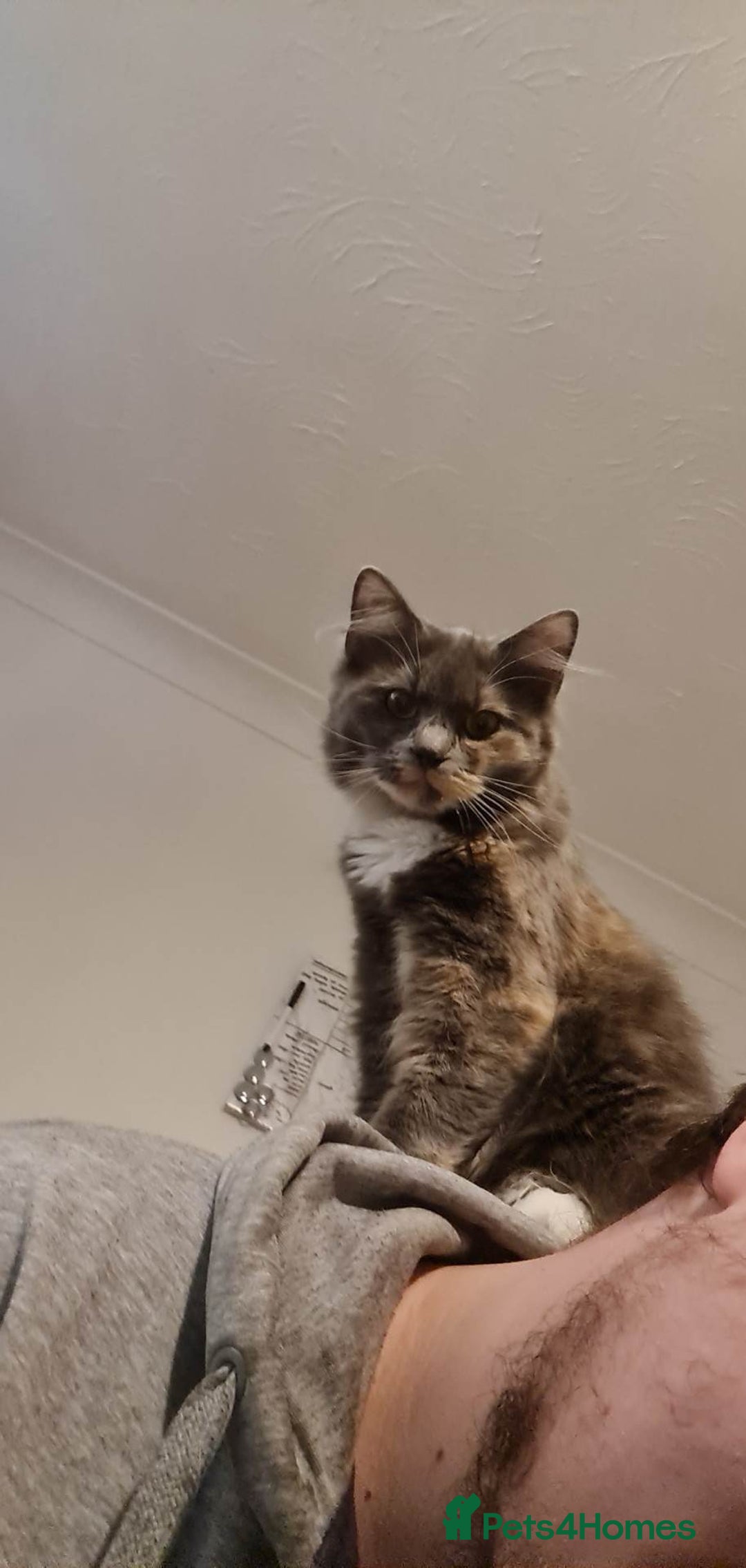 British Longhair cats for sale: 3 year old long haired cat  - Image 2