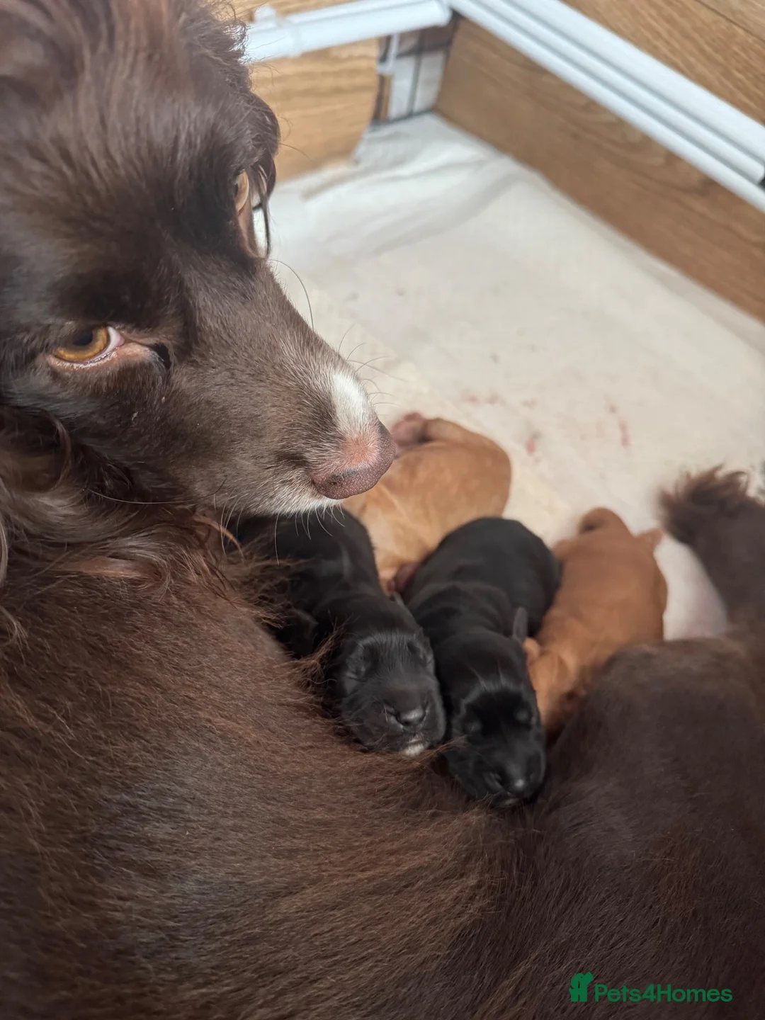 Cockapoo dogs for sale: COCKER SPANIEL WAITING LIST 😍 - Advert 1