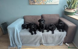 Labrador Retriever dogs for sale: Beautiful Pedigree Black Lab Puppies - Image 4