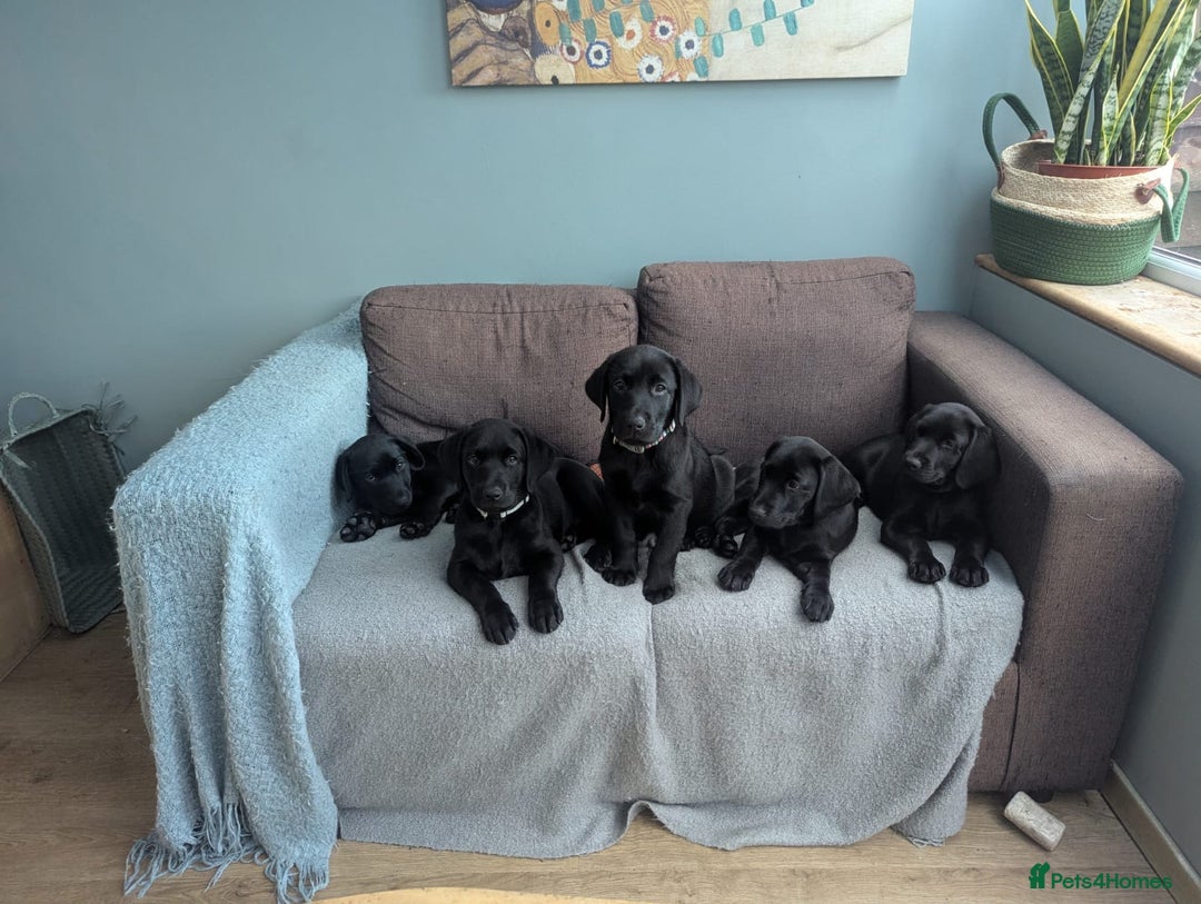 Labrador Retriever dogs for sale: Beautiful Pedigree Black Lab Puppies - Image 4