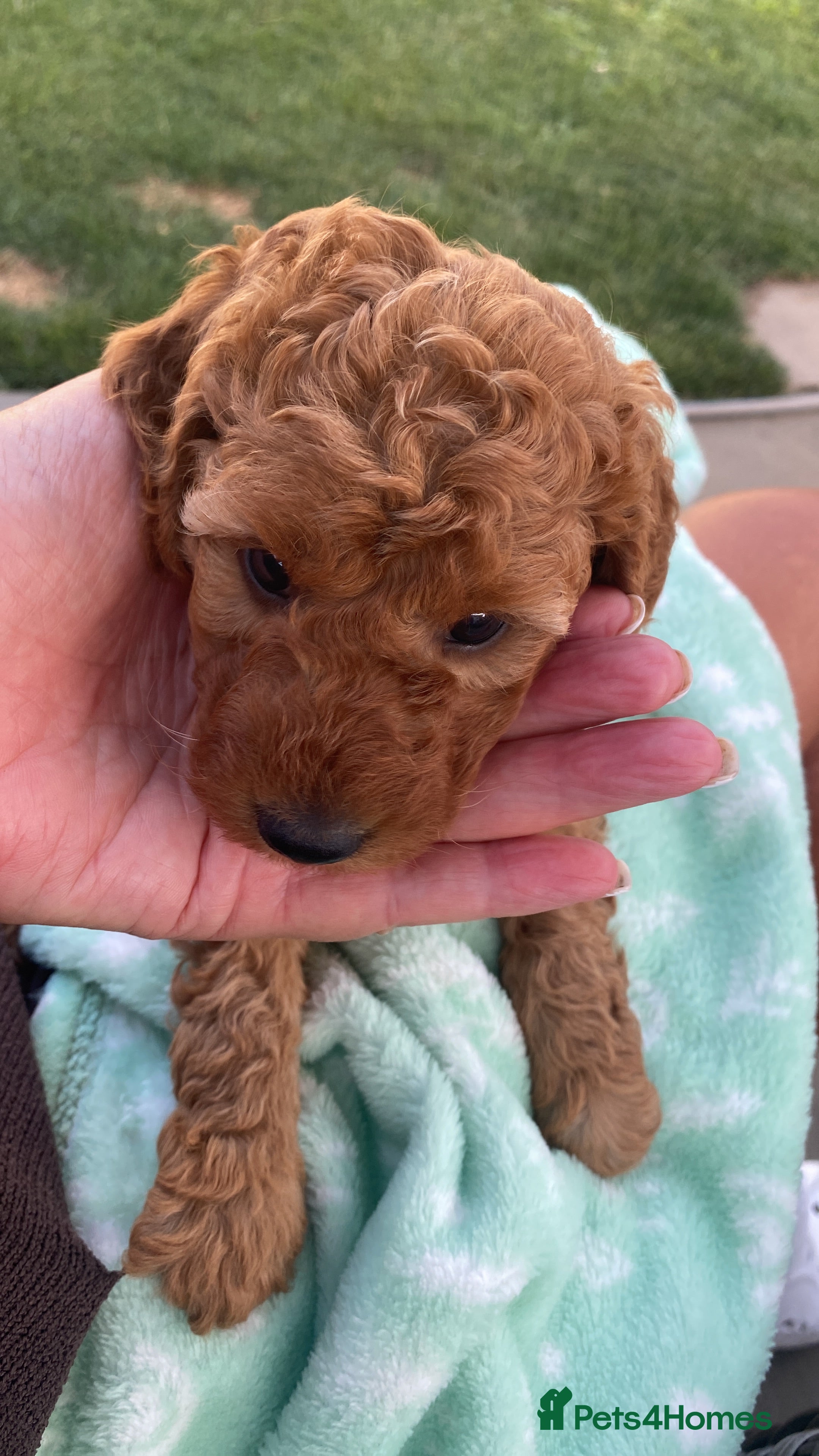 Miniature Poodle dogs Miniature poodle  - Advert 2