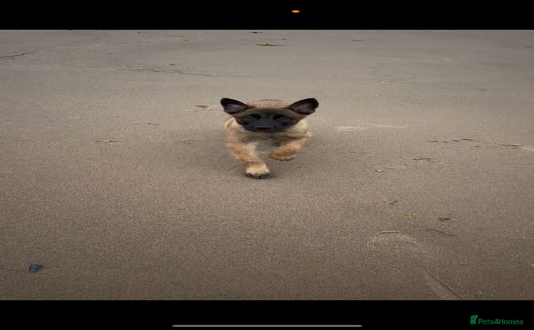 Belgian Shepherd Dog dogs in Wolverhampton - Advert 14