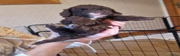 Cockapoo dogs for sale: Beautiful Cockapoo's x 3 - Advert 8