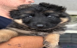 German Shepherd dogs for sale: K/C Registered German Shepherd Puppies  - Image 38