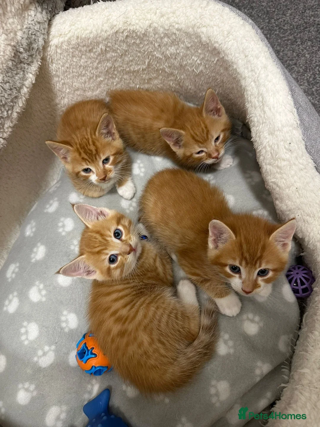 Mixed Breed cats for sale: 4 Adorable Ginger Kittens - Advert 2