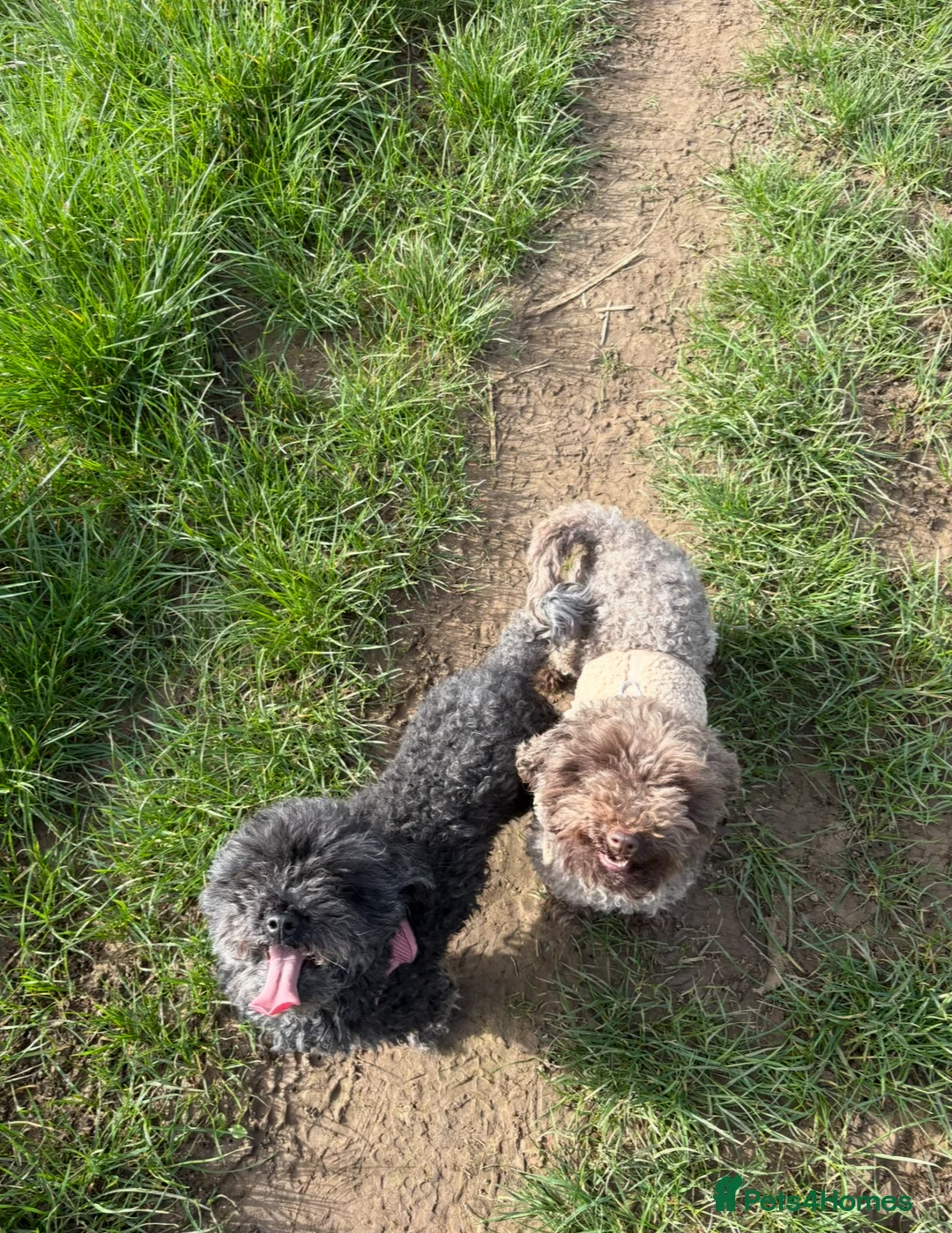 Maltipoo dogs for sale: Beautiful tiny chocolate maltipoo  - Advert 5