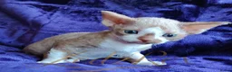 Devon Rex cats for sale: Beautiful Devon Rex Kitten - Advert 6