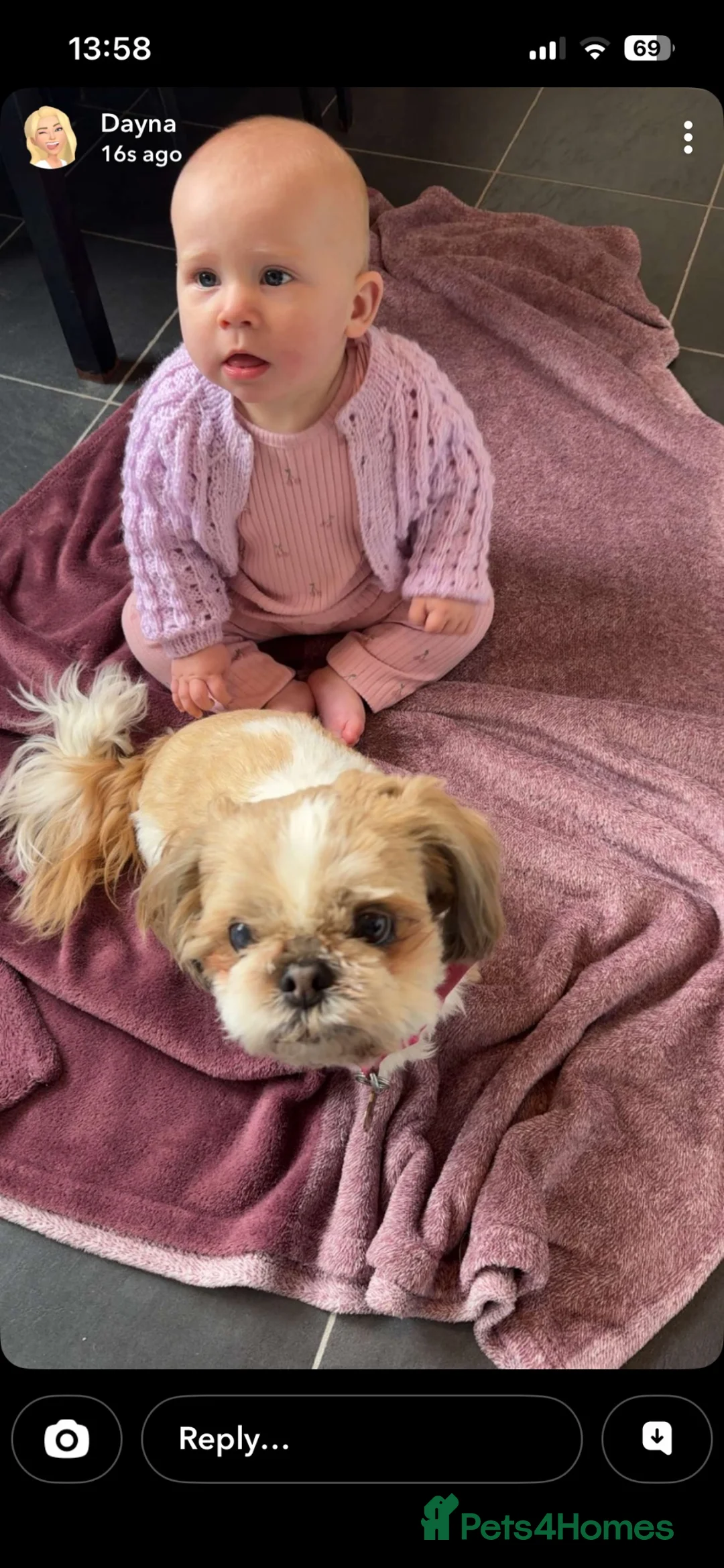 Shih Tzu dogs for stud: Stud dog  - Advert 2