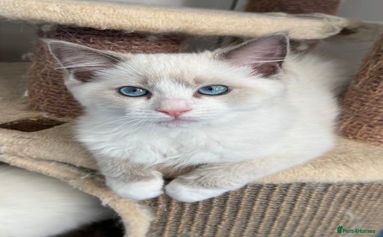 Ragdoll cats - Advert 15