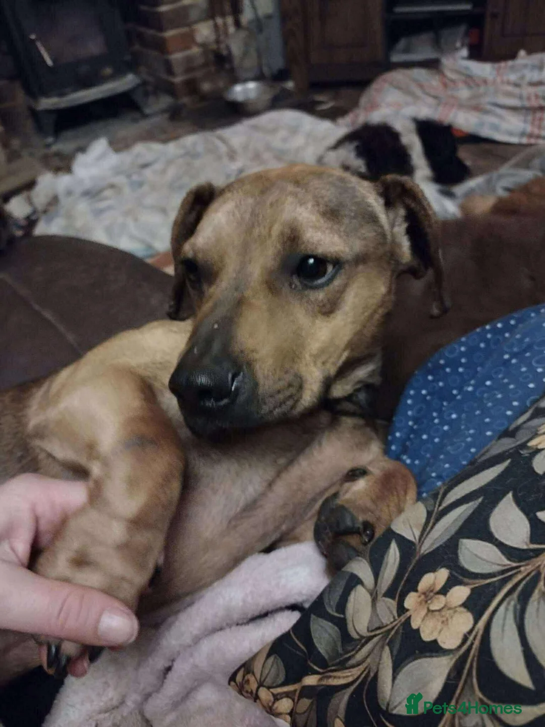 Mixed Breed dogs for adoption: Rescue boy Noodle is looking for his forever home - Advert 1