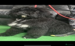 Mixed Breed dogs for sale: F1B SAINTBERNADOODLE BOYS AND GIRLS - Image 3