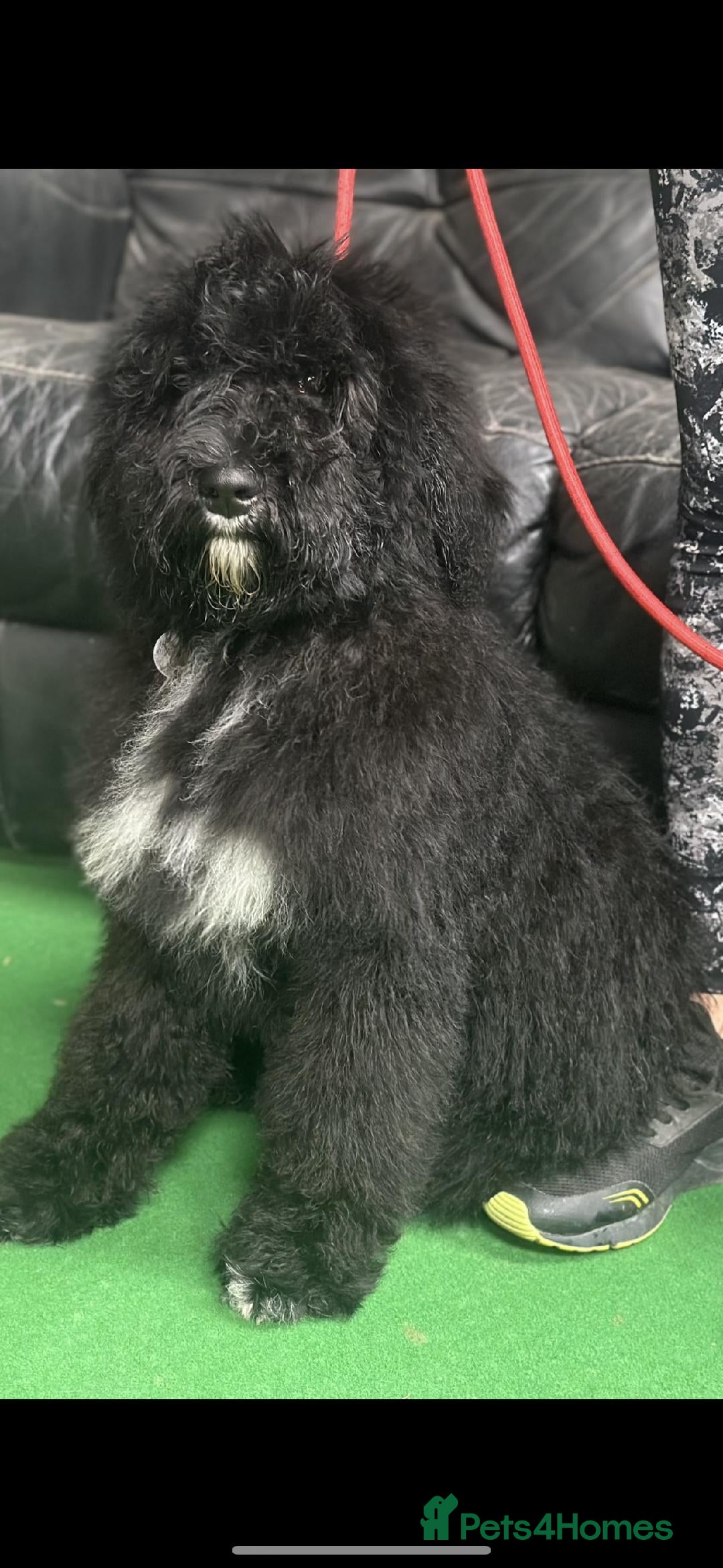 Mixed Breed dogs for sale: F1B SAINTBERNADOODLE BOYS AND GIRLS - Image 3